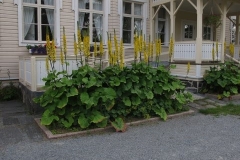 Etukuisti