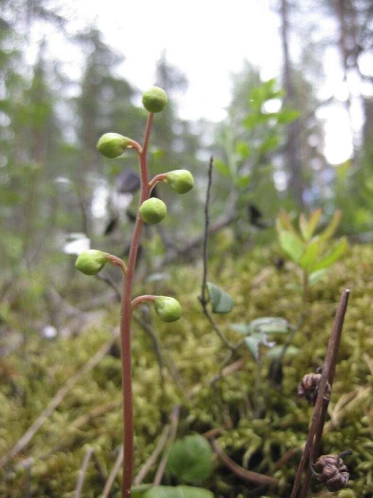luonnonkukkienpaivanretki2013_4