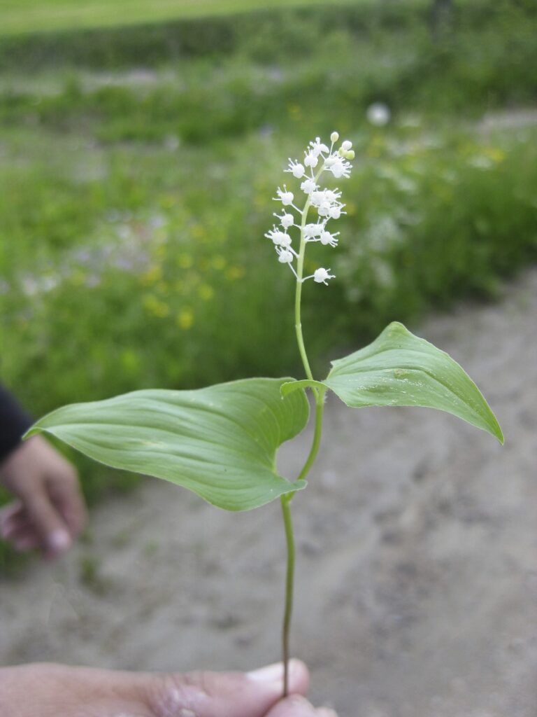 luonnonkukkienpaivanretki2013_5